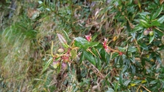 Berberis nantoensis