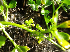 Apium prostratum filiforme