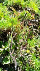 Picris hieracioides morrisonensis