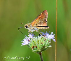 Hesperia attalus slossonae