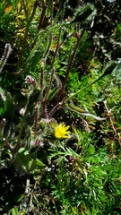 Picris hieracioides morrisonensis