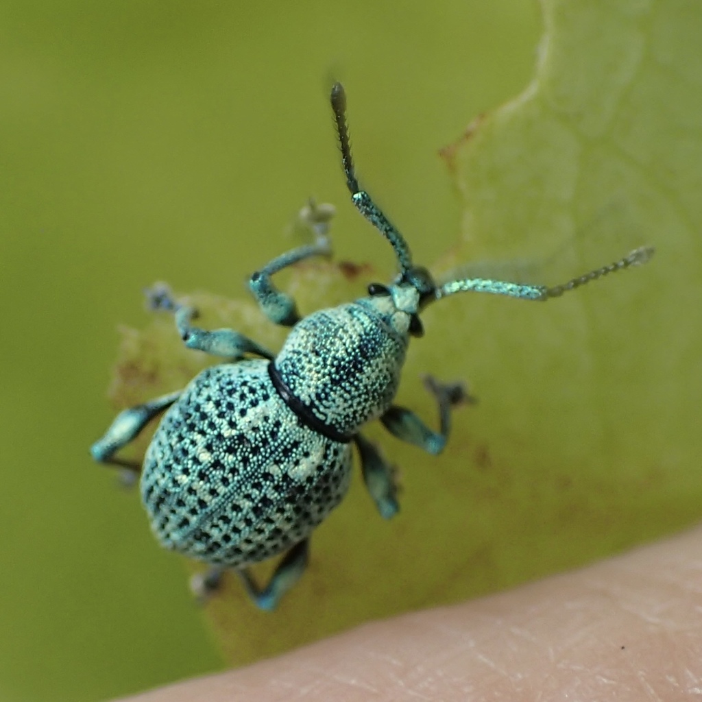 Trigonops becki