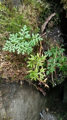 Cryptogramma brunoniana