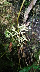 Cryptogramma brunoniana