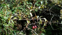 Berberis morrisonensis