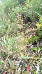 Swertia macrosperma