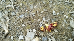 Berberis morrisonensis