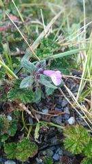Clinopodium laxiflorum