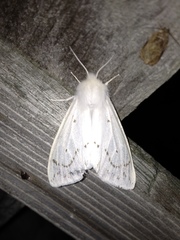 Spilosoma congrua