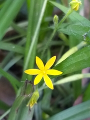 Hypoxis mexicana