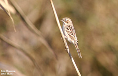 Emberiza pallasi