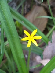 Hypoxis mexicana
