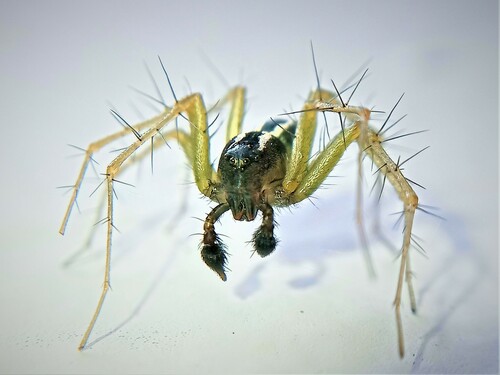 Oxyopes nigripalpis