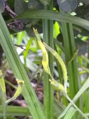 Hypoxis mexicana