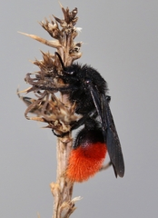 Dasymutilla magnifica