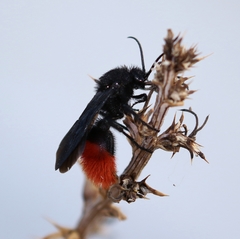 Dasymutilla magnifica