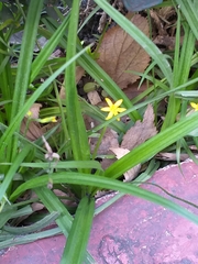 Hypoxis mexicana