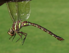 Aeshna umbrosa umbrosa