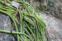 Aporocactus flagelliformis