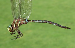 Aeshna umbrosa umbrosa