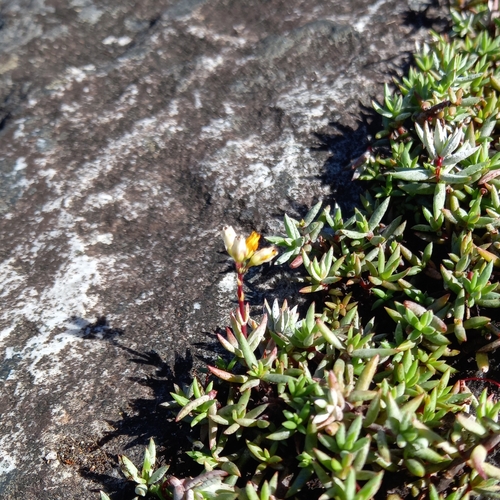 Crassula biplanata