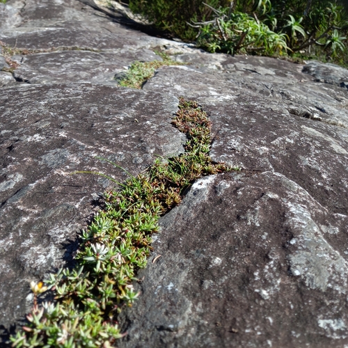 Crassula biplanata