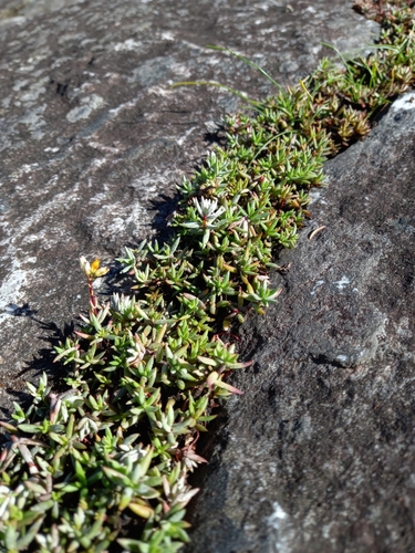 Crassula biplanata