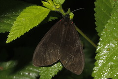 Dysschema leucophaea