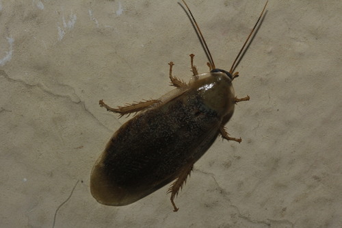 Panchlora azteca