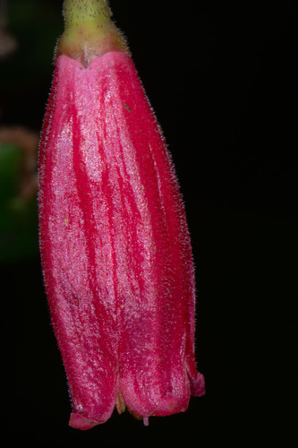 Sphyrospermum grandifolium observed 2023-04-23