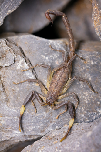 Fet’s Wolf Scorpion