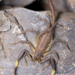Fet’s Wolf Scorpion - Photo (c) Victoria Tang, some rights reserved (CC BY-NC), uploaded by Victoria Tang