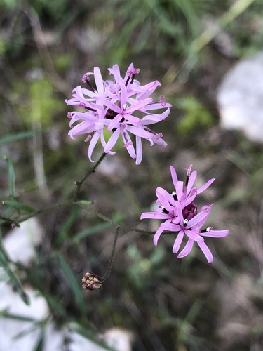 Palafoxia callosa
