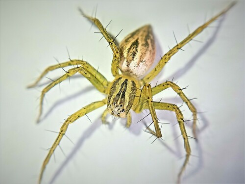 Oxyopes nigripalpis