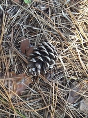 Pinus densiflora