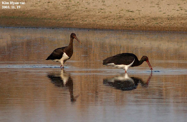 Black Stork illustration