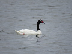 Cygnus melancoryphus