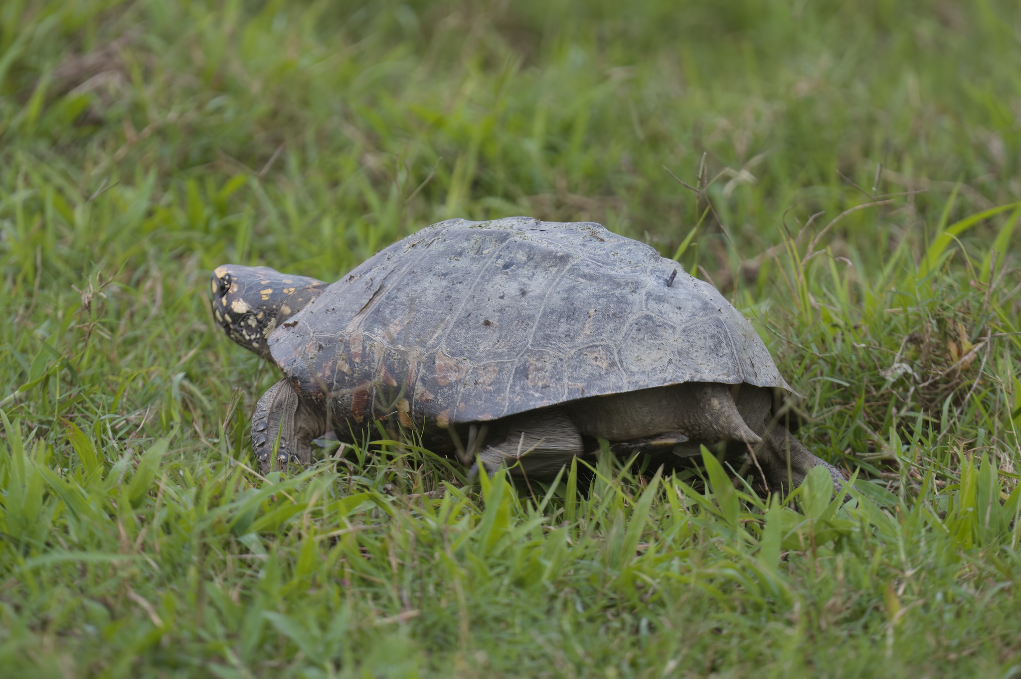 Geoclemys hamiltonii (Gray, 1831)