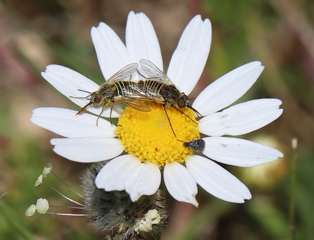 Parusia taeniolata
