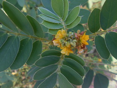 Senna uniflora