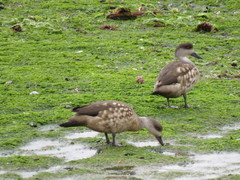 Lophonetta specularioides
