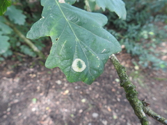 Phyllonorycter roboris