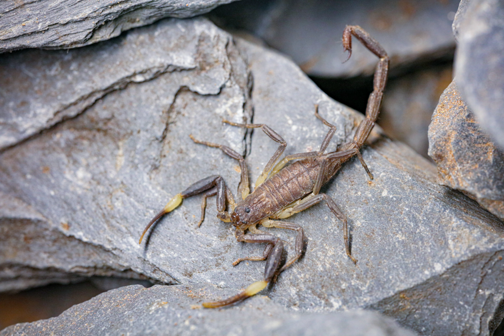Scorpions