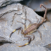 Scorpions - Photo (c) Victoria Tang, some rights reserved (CC BY-NC), uploaded by Victoria Tang