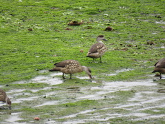 Lophonetta specularioides