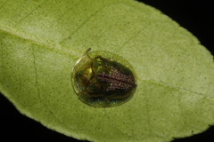Coptocycla texana