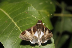 Melipotis fasciolaris
