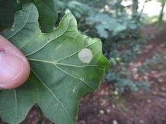 Phyllonorycter roboris