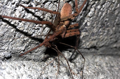 Pantropical huntsman spider