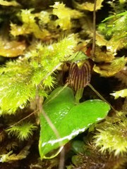 Corybas acuminatus